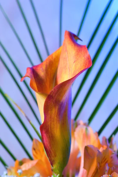 Schöne Exotische Blume — Stockfoto