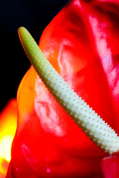 Zár Megjelöl Szemcsésedik Ból Egzotikus Virág — Stock Fotó
