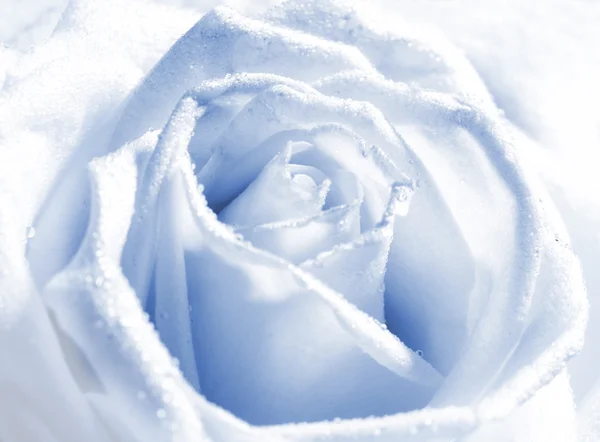 Close-up shot van een zilveren roos bud met water druppels op bloemblaadjes — Stockfoto