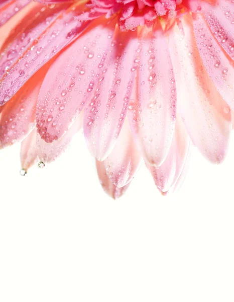 Virág Szirmok Vízcseppek Rajta — Stock Fotó