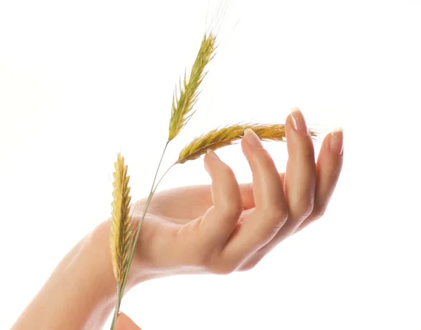 Ženská ruka s pšenice izolovaných na bílém pozadí — Stock fotografie