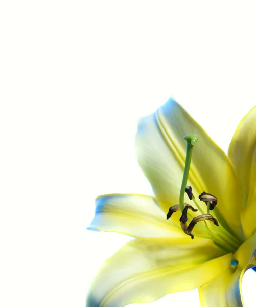 Gele lilly op witte achtergrond — Stockfoto
