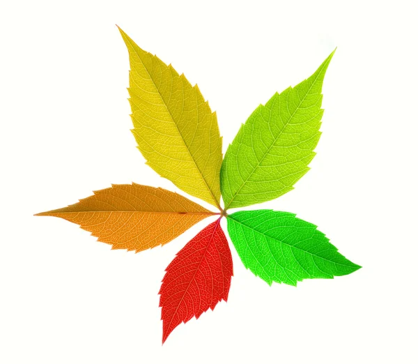 Beyaz Arka Plan Üzerinde Izole Renkli Yaprak — Stok fotoğraf