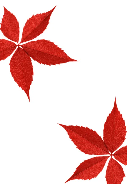Roter Herbstblattrand — Stockfoto