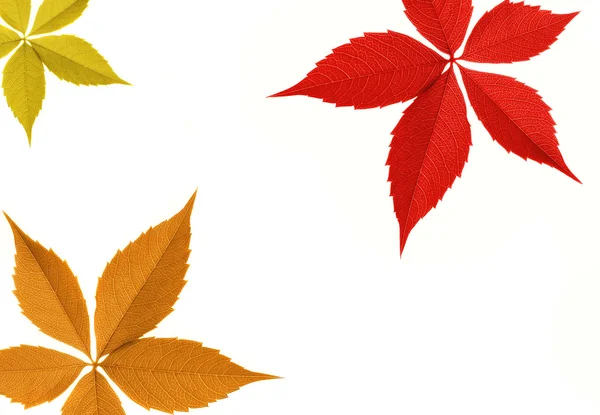 秋天树叶边框 — 图库照片