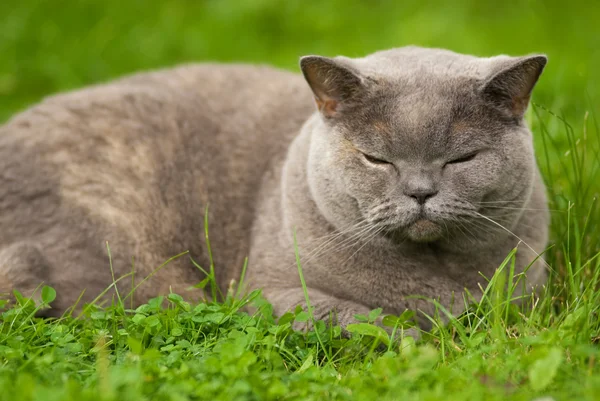 Beautiful Sleeping British Cat — Stock Photo, Image