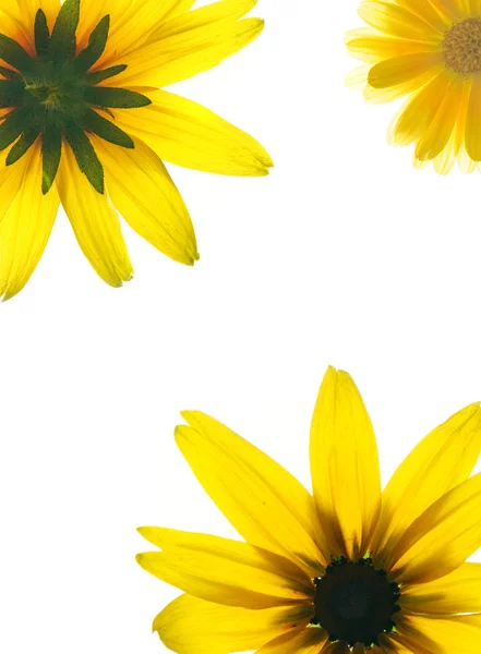 黄色的花被隔绝在白色背景上的花卉帧 — 图库照片