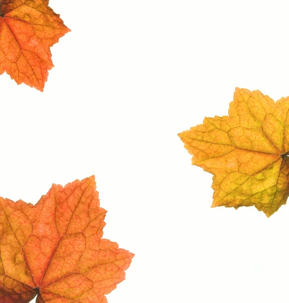 Rámec Podzimních Listů — Stock fotografie