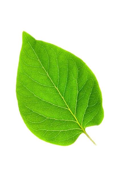 Groen blad op geïsoleerde witte achtergrond — Stockfoto
