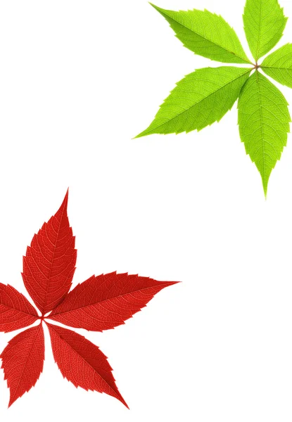 红色和绿色的树叶边框 — 图库照片