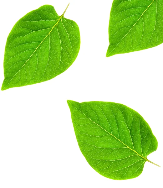 Quadro abstrato folha verde — Fotografia de Stock