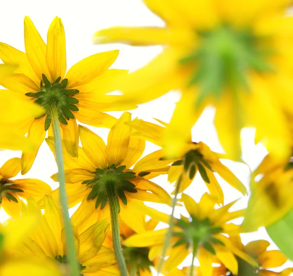 Gelbe Blumen auf weißem Hintergrund — Stockfoto