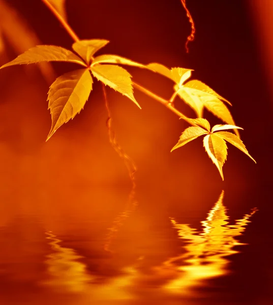 Zlaté listí odráží ve vykresleném vodě — Stock fotografie