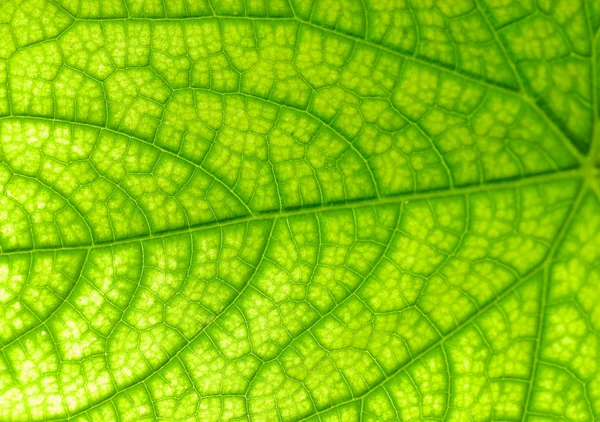Zelená Listová Texturu — Stock fotografie