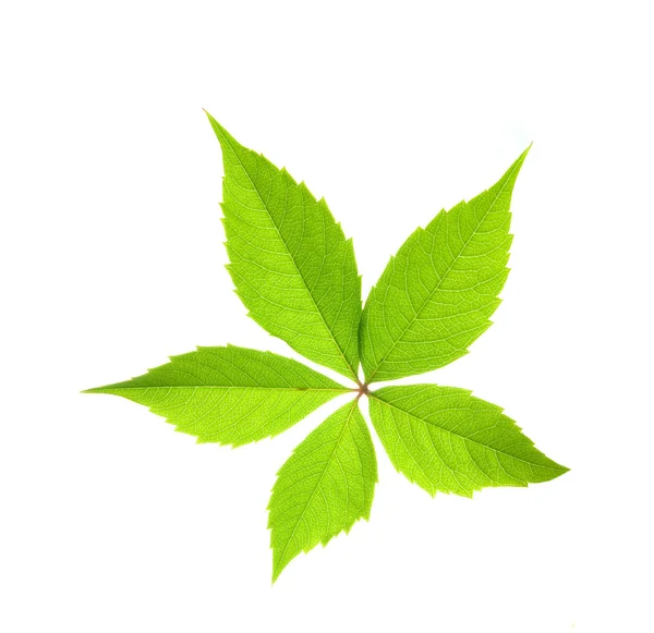 Grünes Blatt isoliert auf weißem Hintergrund — Stockfoto