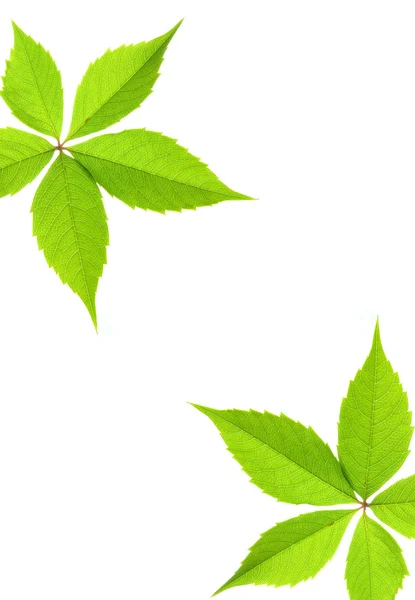 Зелений Лист Кордону — стокове фото