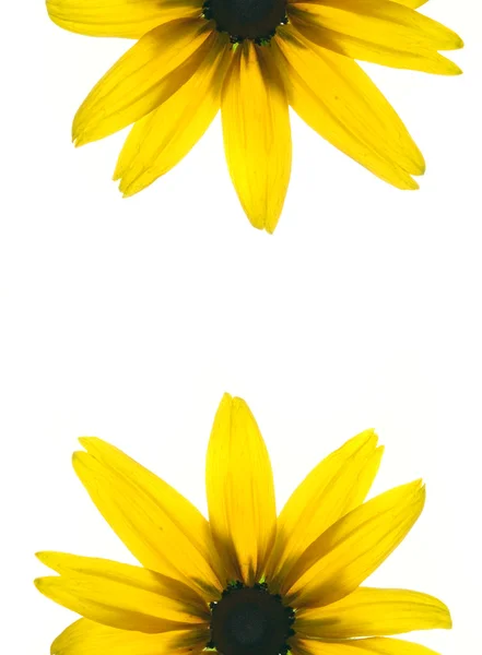 Moldura Floral Dois Lados Flor Amarela Isolada Sobre Fundo Branco — Fotografia de Stock