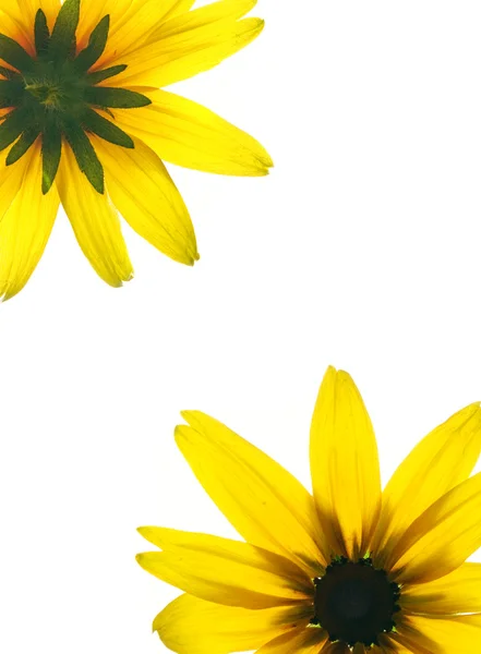 Blumenrahmen von zwei Seiten der gelben Blume isoliert auf weißem Bac — Stockfoto