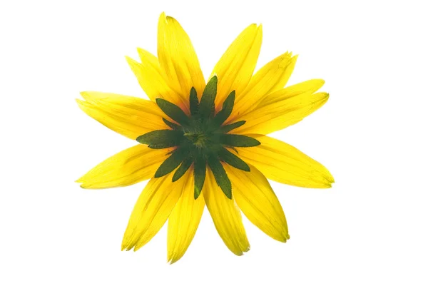 Fiore giallo isolato su sfondo bianco — Foto Stock