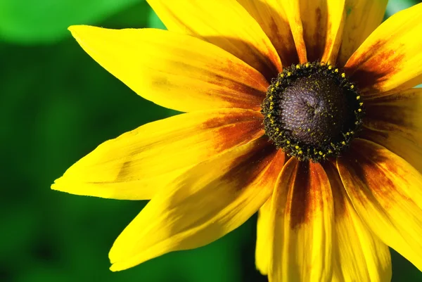 Bela Flor Amarela — Fotografia de Stock