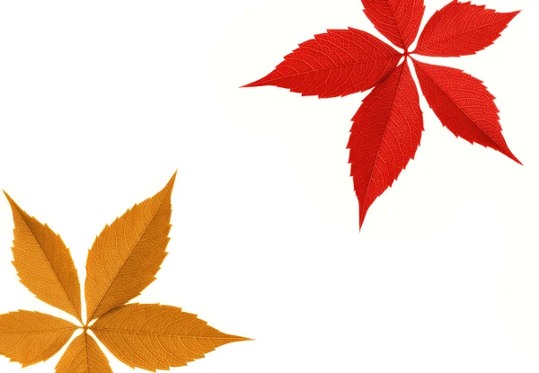 Red and orange leaf border — Stock Photo, Image
