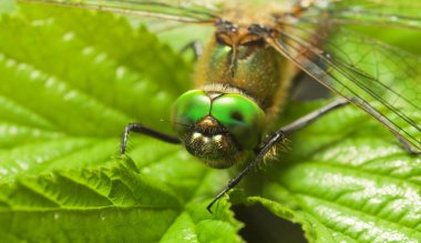 Dragonfly on a leaf clipart