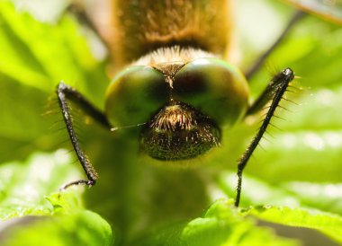 Dragonfly close-up clipart