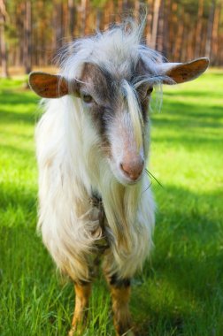 Funny goat clipart