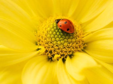Small ladybug sleeping on yellow flower's petals clipart