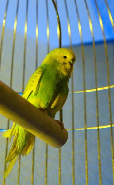 Small budgerigar in golden cage clipart