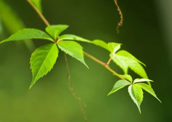 Green leaves on blurred background (soft focus close-up shot) — Stock Photo, Image