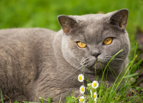 푸른 잔디에 누워 매력적인 영국 고양이 — 스톡 사진