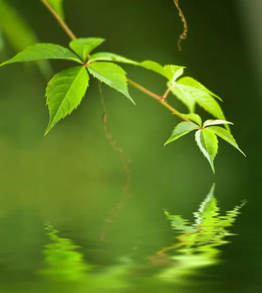 Folhas verdes refletidas em água fundida — Fotografia de Stock