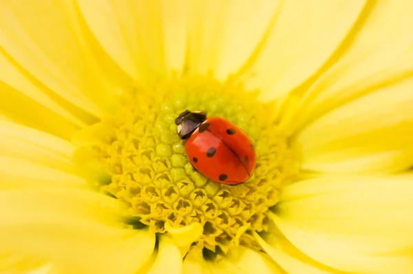 Little ladybug sleeping on yellow flower — Stock Photo, Image