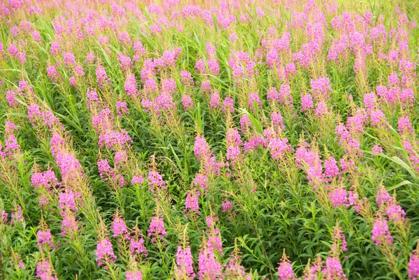 Bellissimo campo di fiori rosa — Foto Stock