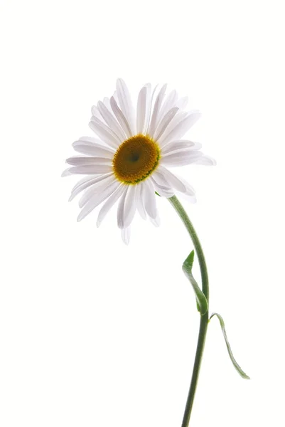 Schönes Gänseblümchen auf isoliertem weißem Hintergrund — Stockfoto