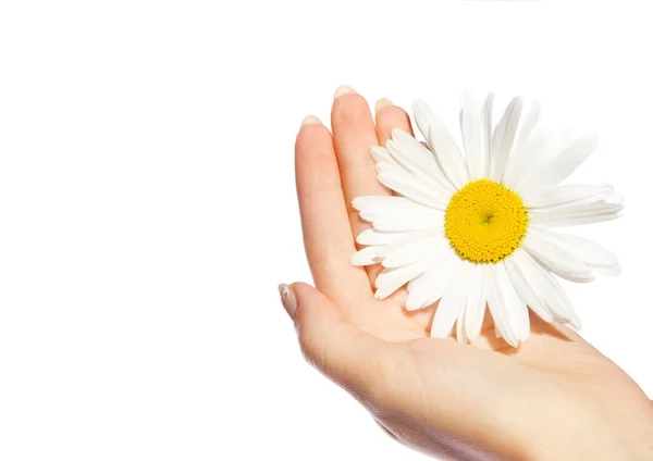 Woman's hands with a daisy isolated on white — Stock Photo, Image