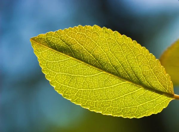 Green leaf on abstract blurred background — Stock Photo, Image