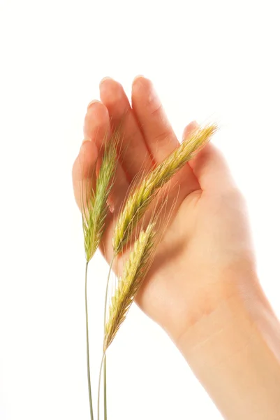 Mão de mulher com um trigo isolado em branco — Fotografia de Stock