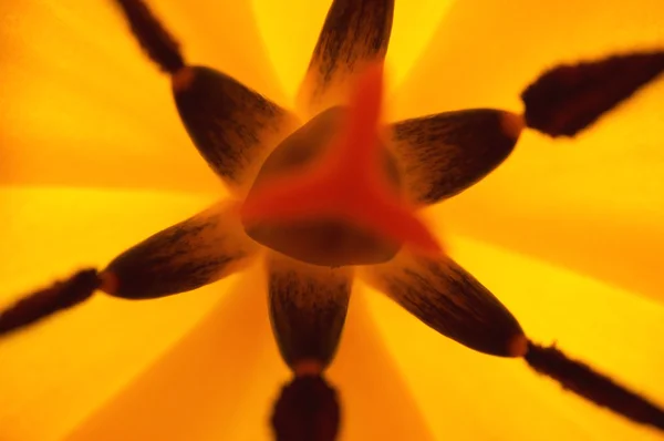 Farine florale abstraite — Photo