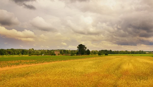 Buğday alan manzara fırtına öncesi — Stok fotoğraf