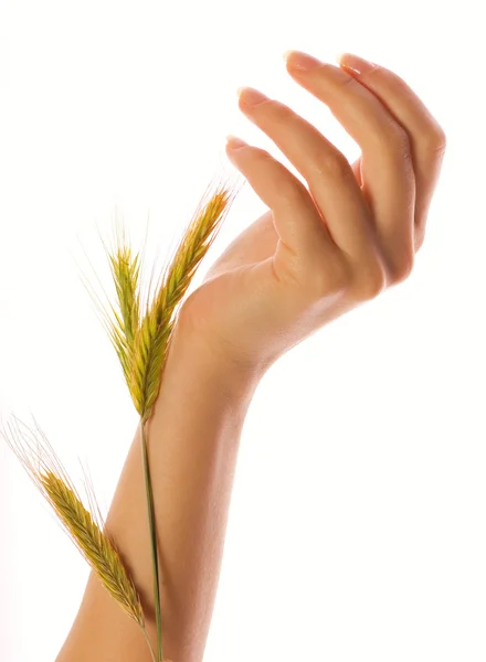 Mãos de mulher segurando um trigo isolado sobre branco — Fotografia de Stock