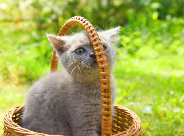 バスケットに座っている小さなおかしい子猫 — ストック写真