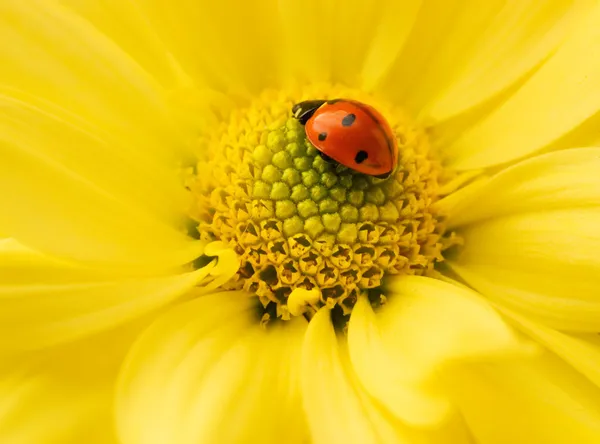 Small ladybug sleeping on yellow flower's petals — Stock Photo, Image