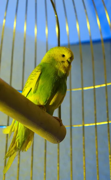 Small budgerigar in golden cage — Stock Photo, Image