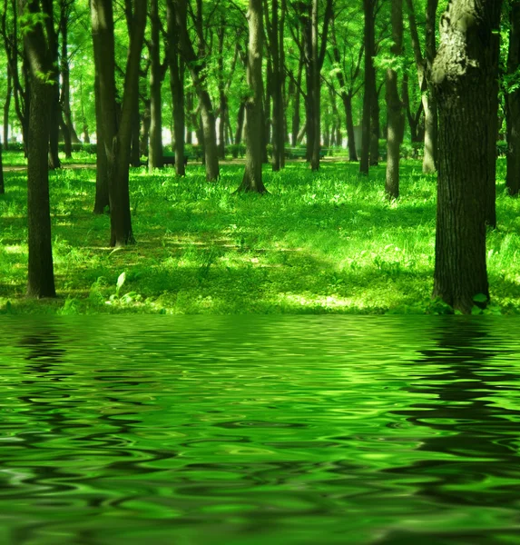 강 근처에 있는 마법의 숲 — 스톡 사진