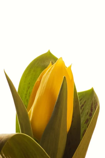 Gele tulp geïsoleerd op wit — Stockfoto