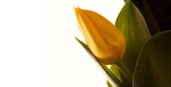 Gelbe Tulpe isoliert auf Weiß — Stockfoto