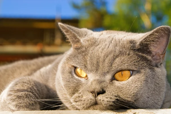 Ленивая британская кошка лежит на улице — стоковое фото