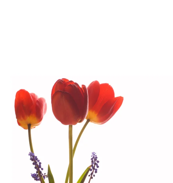 Hermosos tulipanes aislados en blanco —  Fotos de Stock
